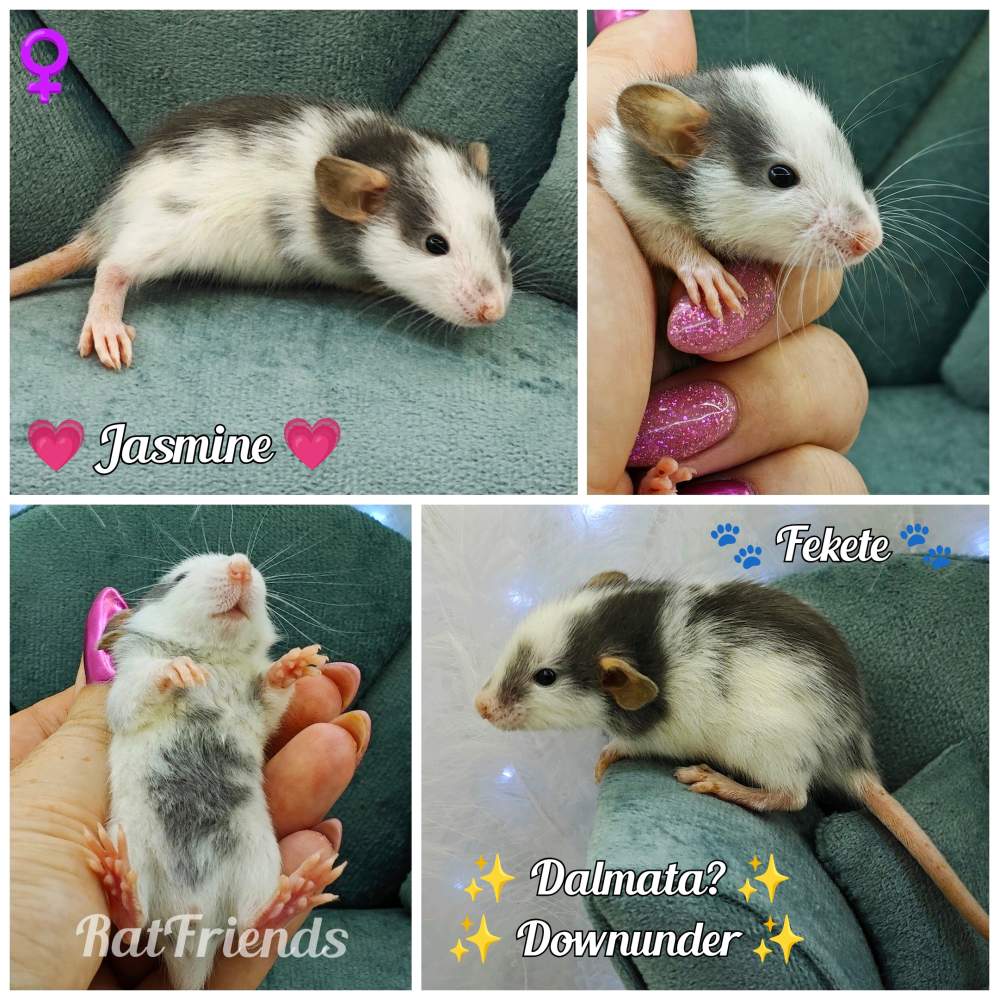 Fancy rat Breeder Rattus norvegicus 