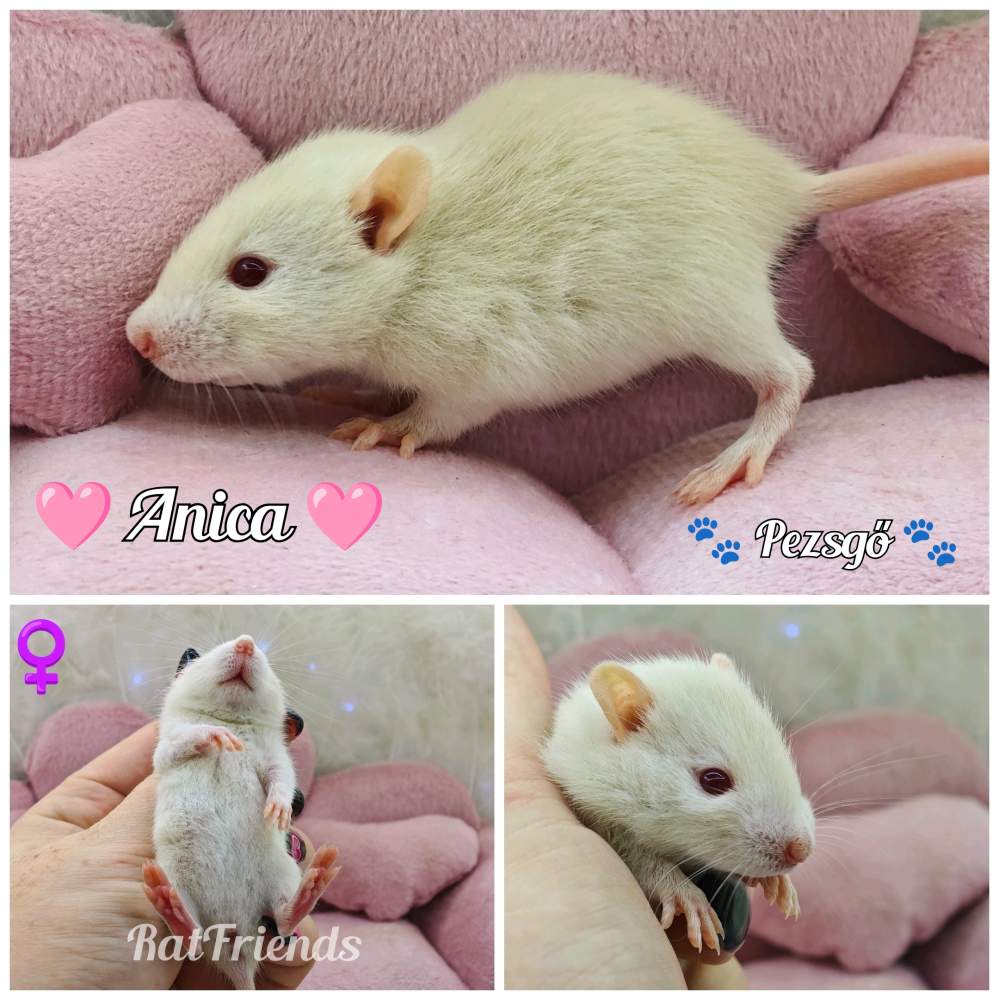 Fancy rat Breeder Rattus norvegicus 