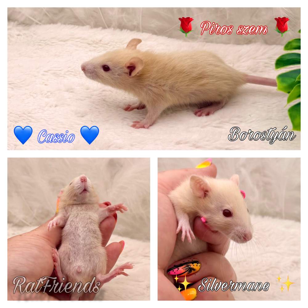 Fancy rat Available for rehoming Rattus norvegicus 