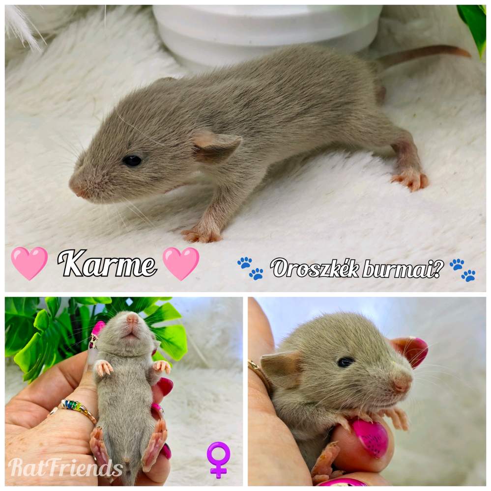 Fancy rat Available for rehoming Rattus norvegicus 