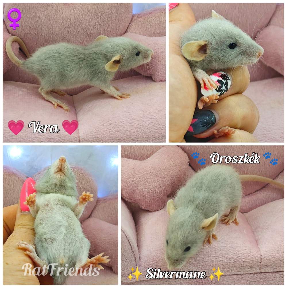 Fancy rat Available for rehoming Rattus norvegicus 