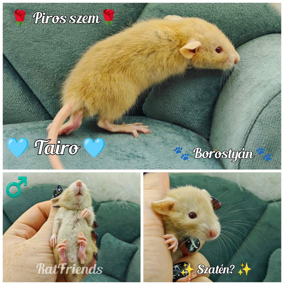 Fancy rat Breeder Rattus norvegicus 