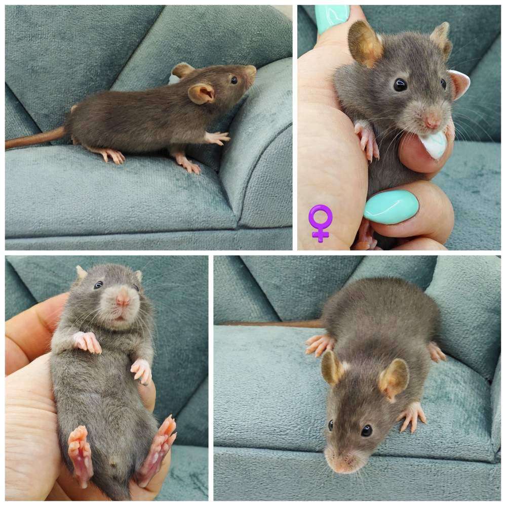 Fancy rat Breeder Rattus norvegicus 