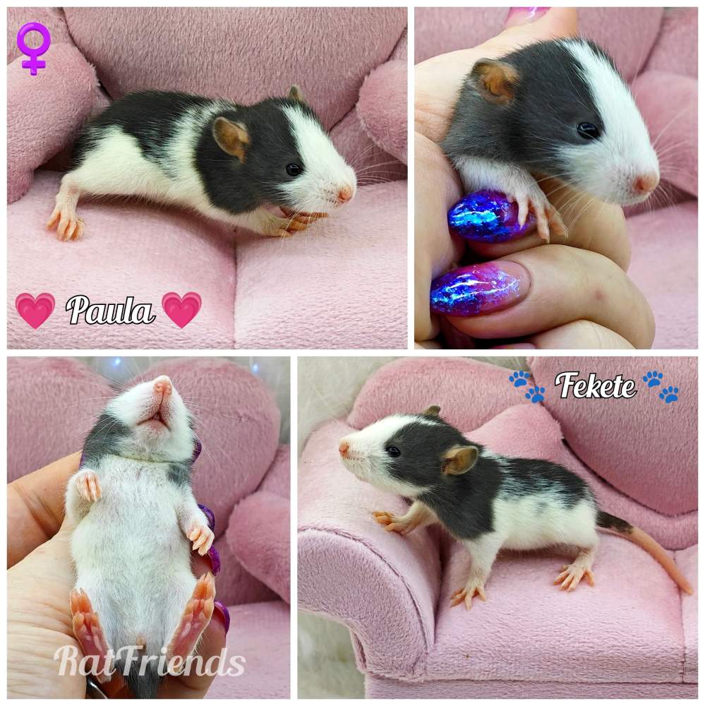 Fancy rat Owned by other Rattus norvegicus 