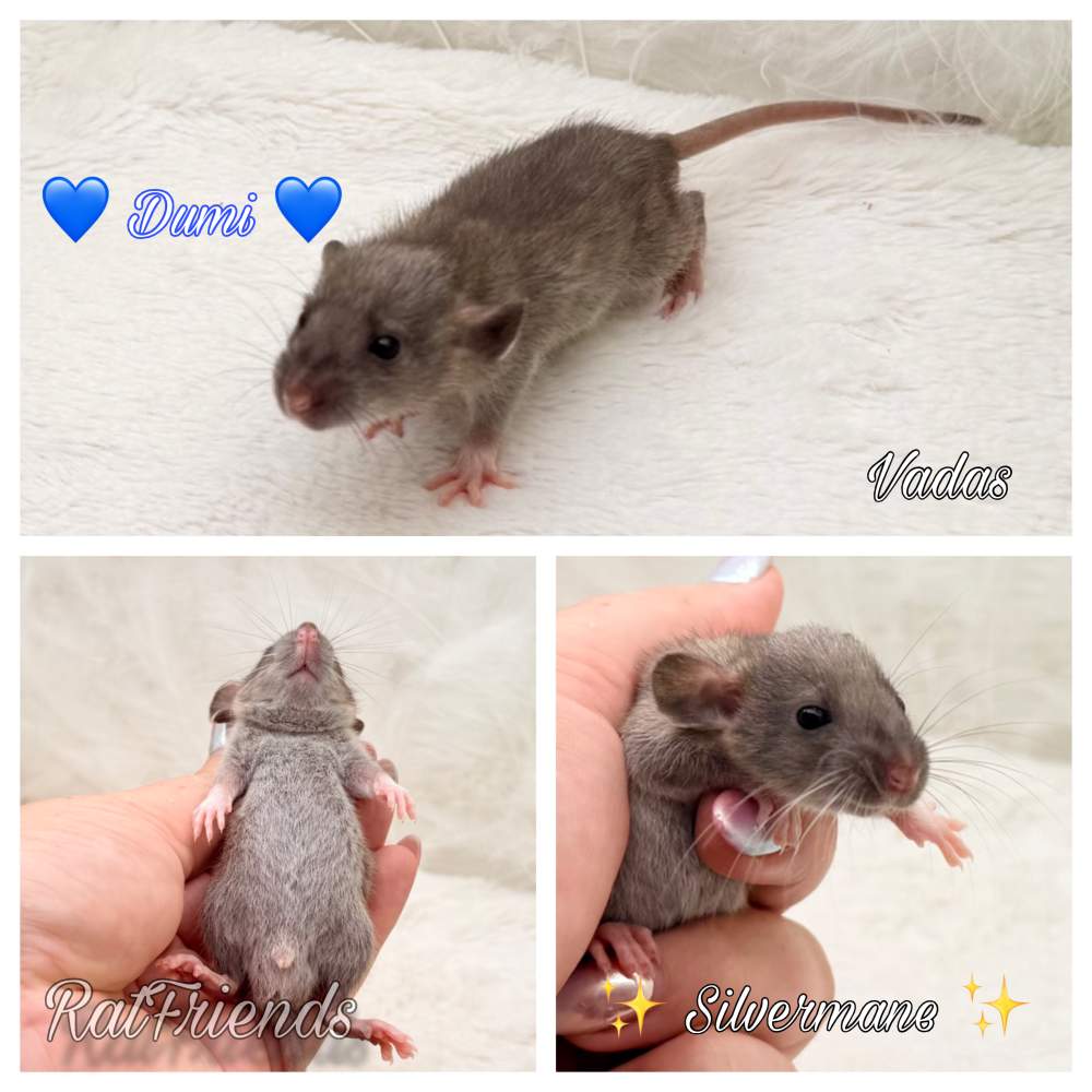 Fancy rat Available for rehoming Rattus norvegicus 