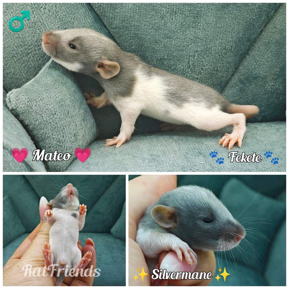 Fancy rat Available for rehoming Rattus norvegicus 