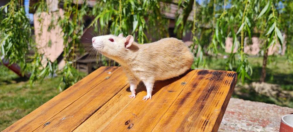 Fancy rat Breeder Rattus norvegicus 