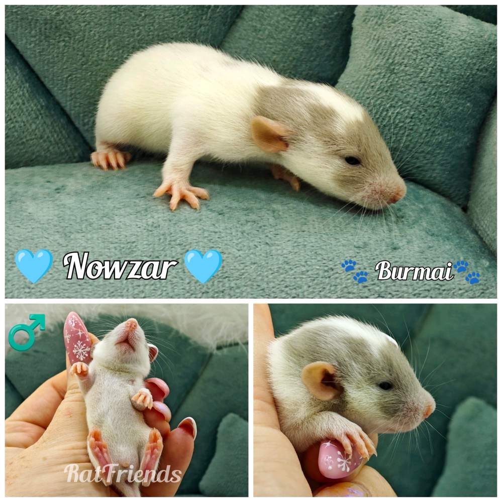 Fancy rat Available for rehoming Rattus norvegicus 