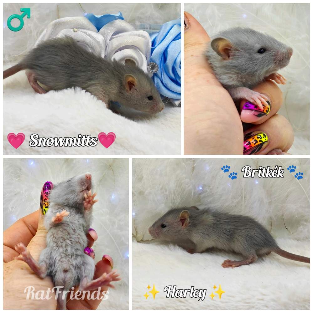 Fancy rat Owned by other Rattus norvegicus 