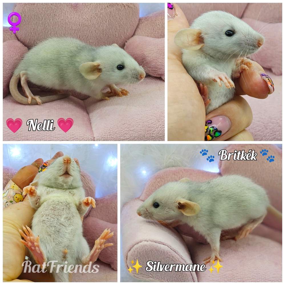 Fancy rat Breeder Rattus norvegicus 