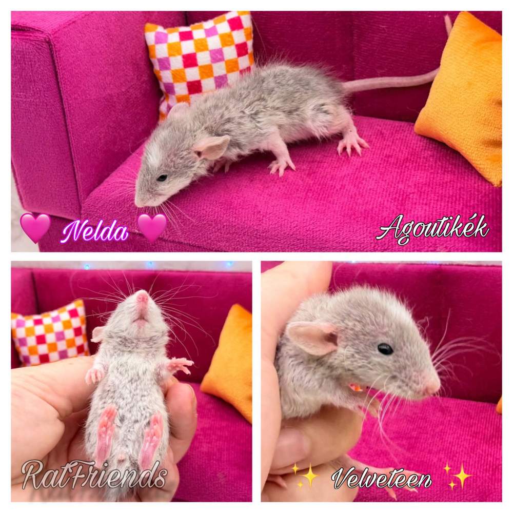Fancy rat Available for rehoming Rattus norvegicus 