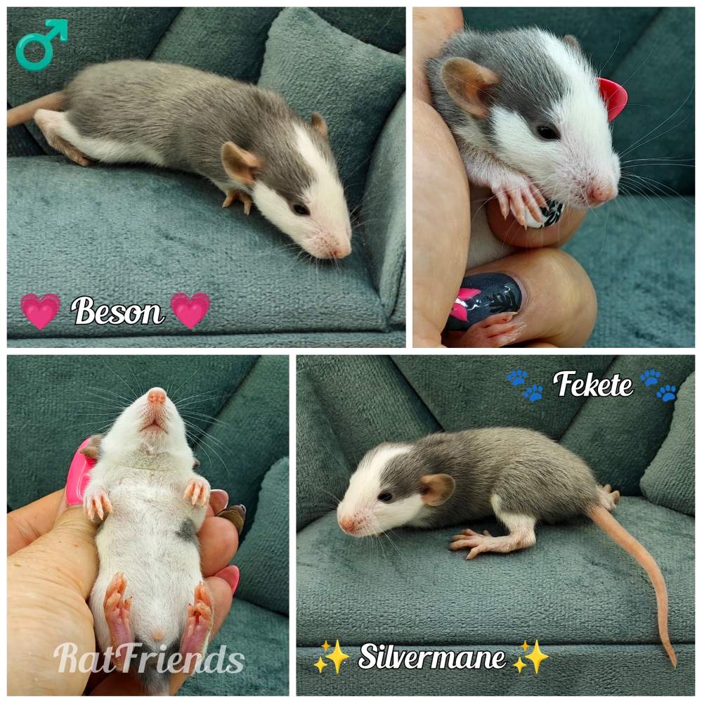Fancy rat Available for rehoming Rattus norvegicus 