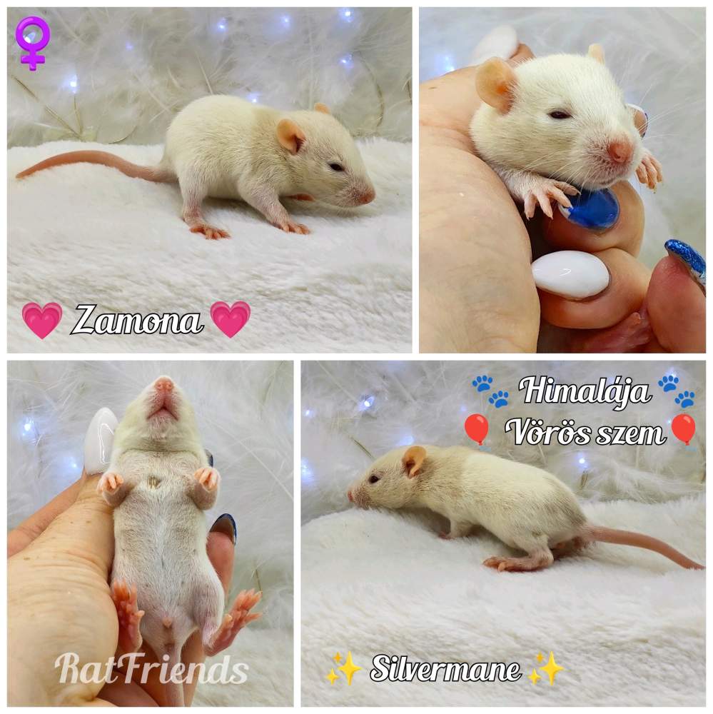 Fancy rat Owned by other Rattus norvegicus 