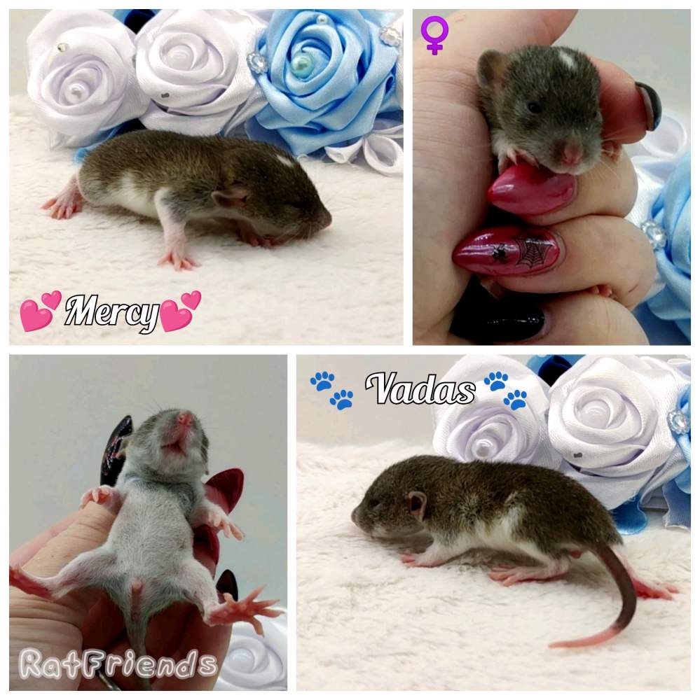 Fancy rat Owned by other Rattus norvegicus 