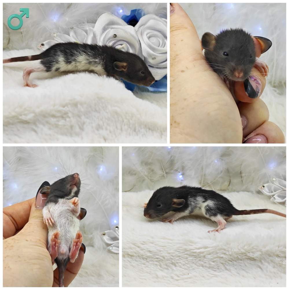 Fancy rat Breeder Rattus norvegicus 