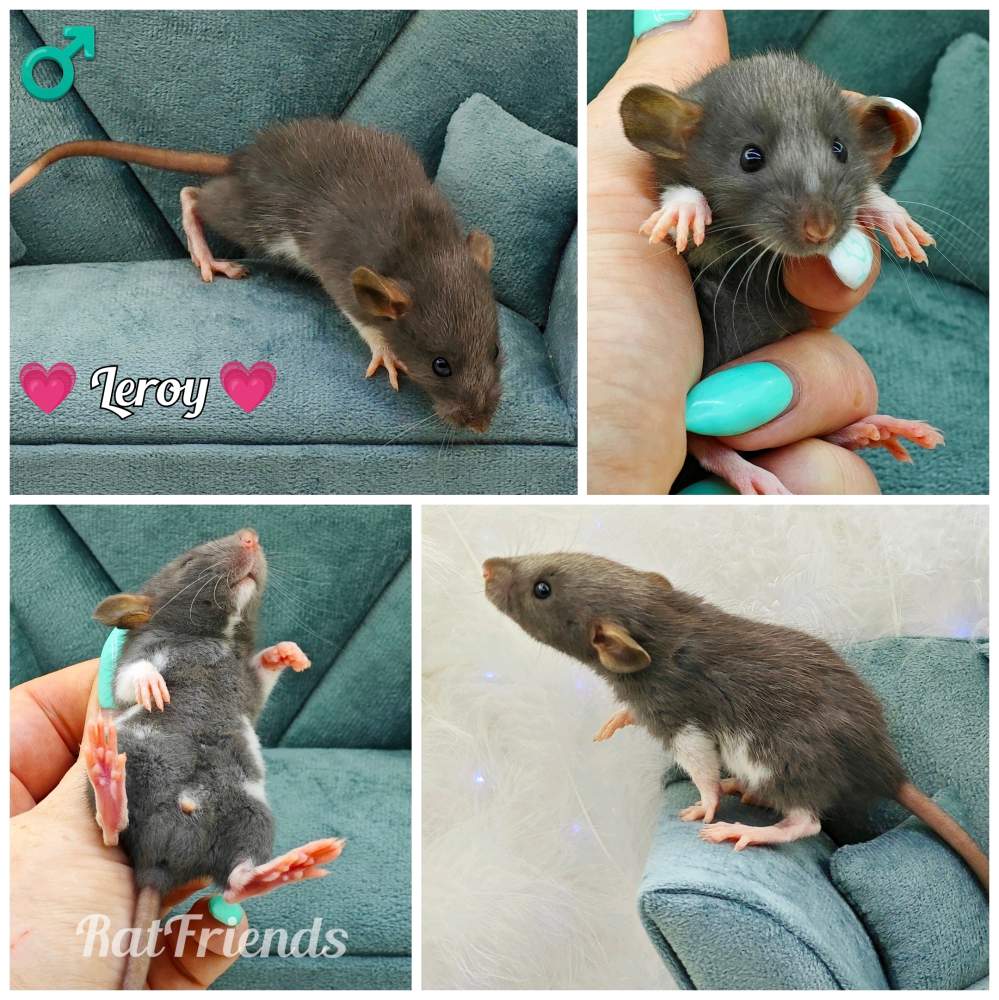 Fancy rat Owned by other Rattus norvegicus 