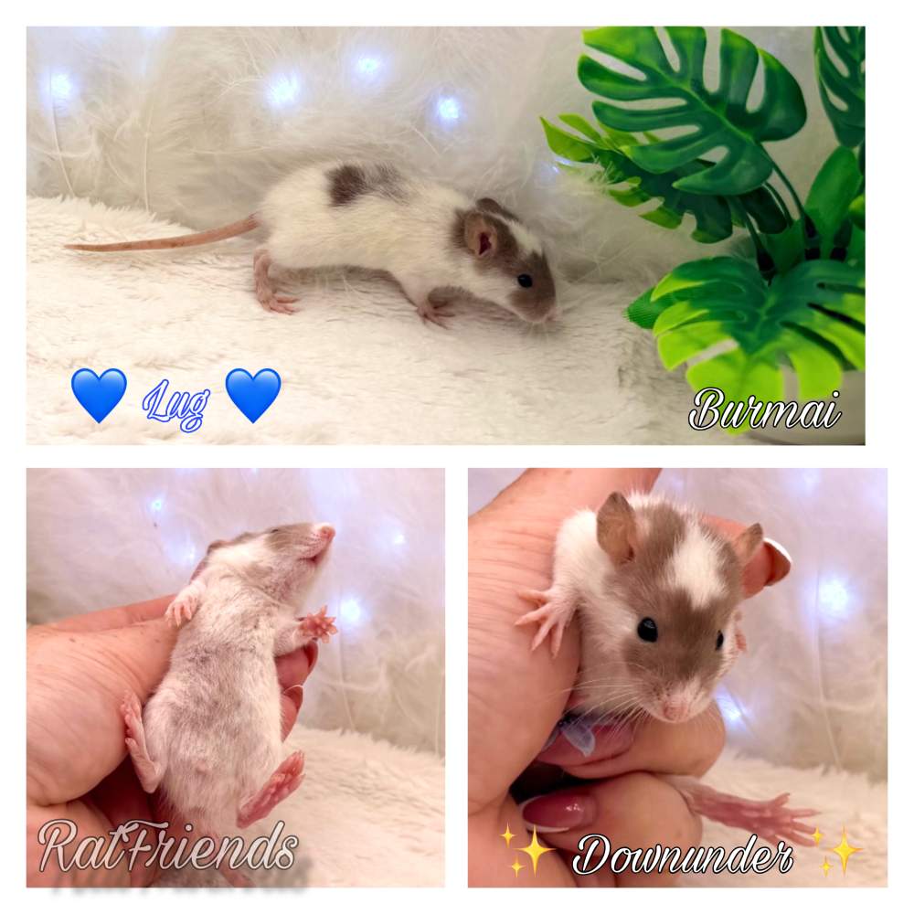 Fancy rat Breeder Rattus norvegicus 