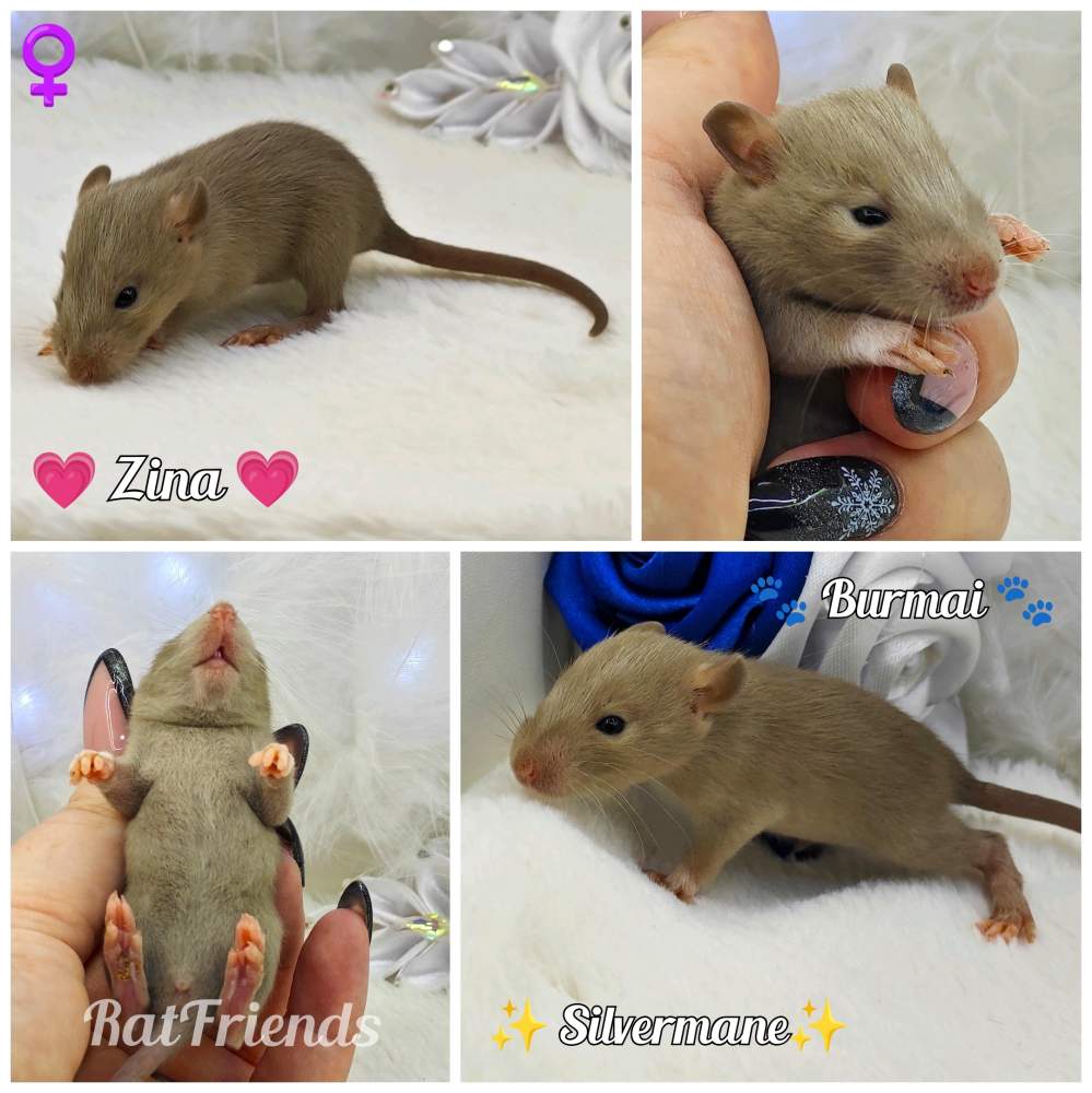 Fancy rat Owned by other Rattus norvegicus 