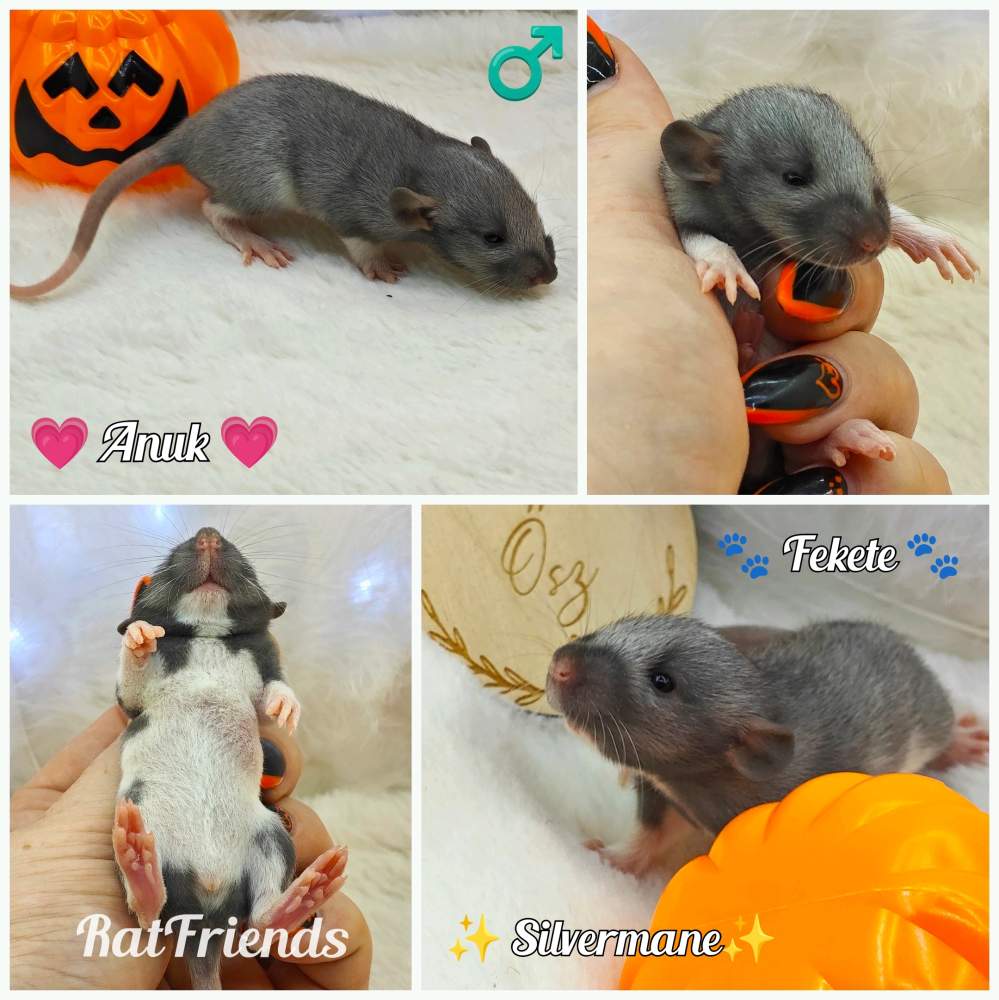 Fancy rat Owned by other Rattus norvegicus 