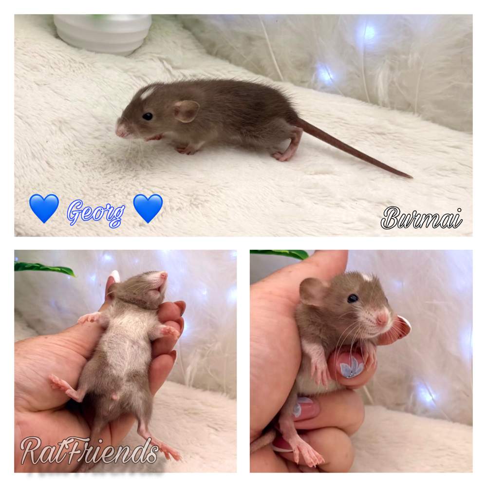 Fancy rat Available for rehoming Rattus norvegicus 