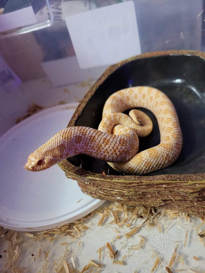 Western hognose snake Breeder Heterodon nasicus 