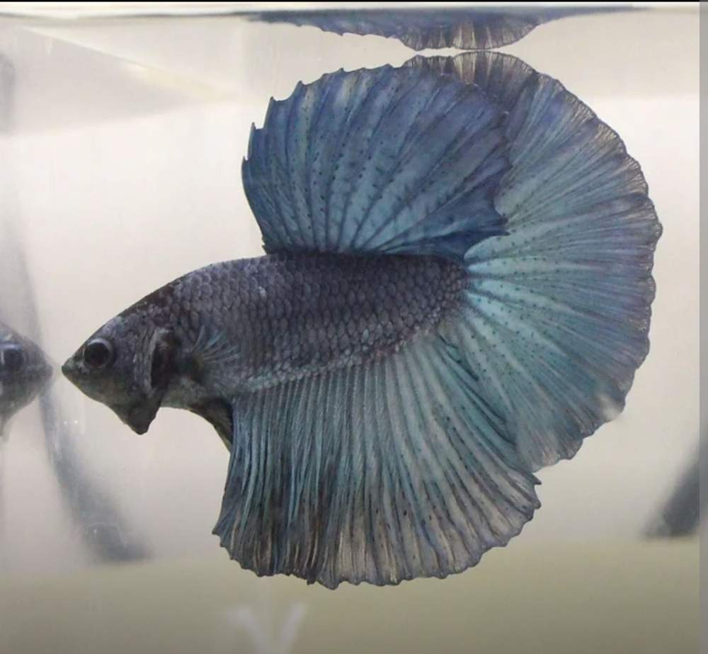 Siamese fighting fish Retired Betta splendens 