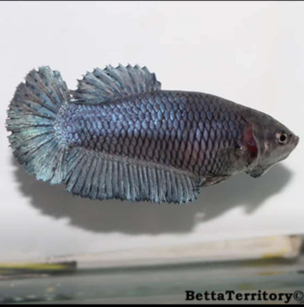 Siamese fighting fish Deceased Betta splendens 