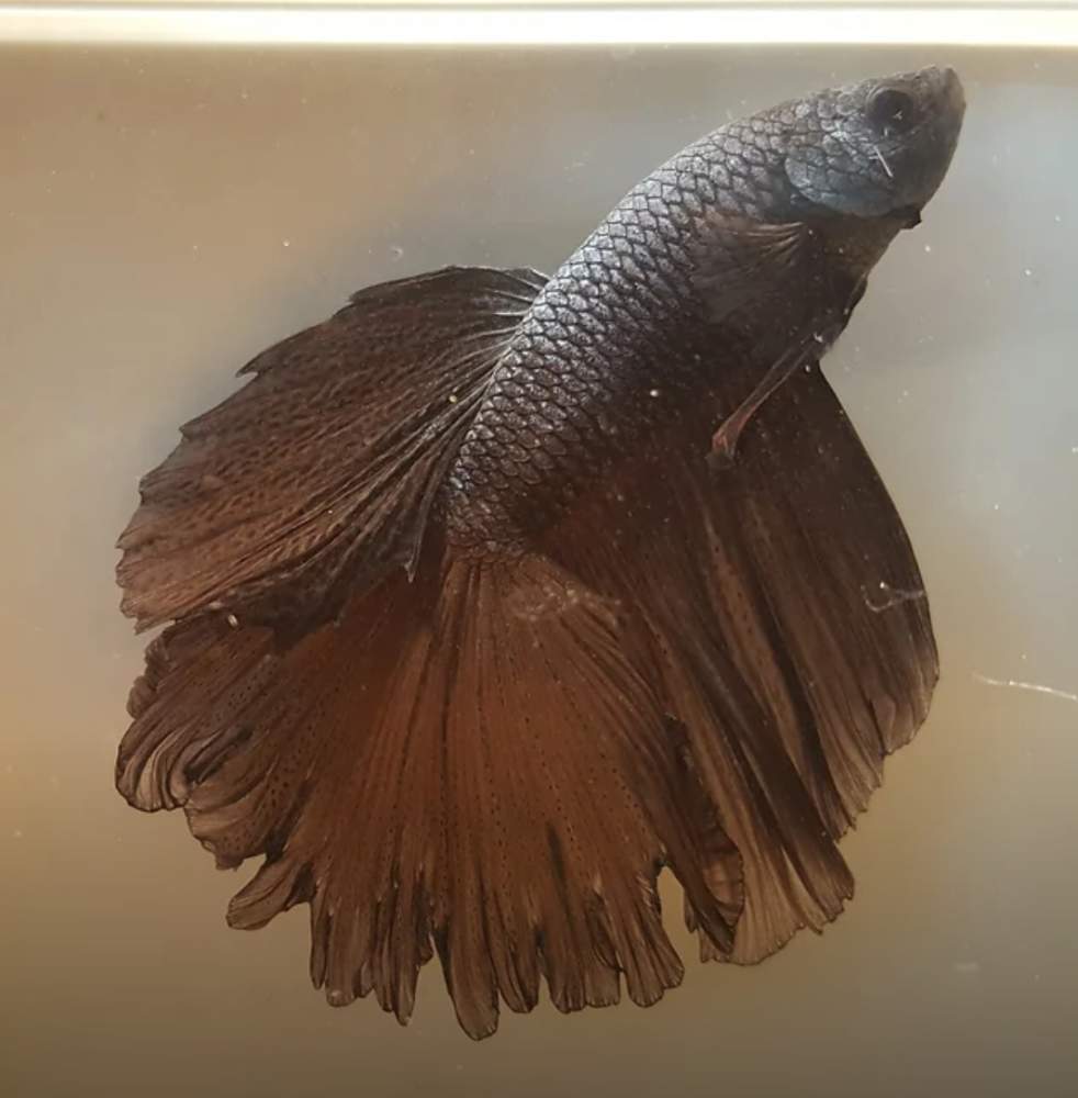 Siamese fighting fish Owned by other Betta splendens Netherlands