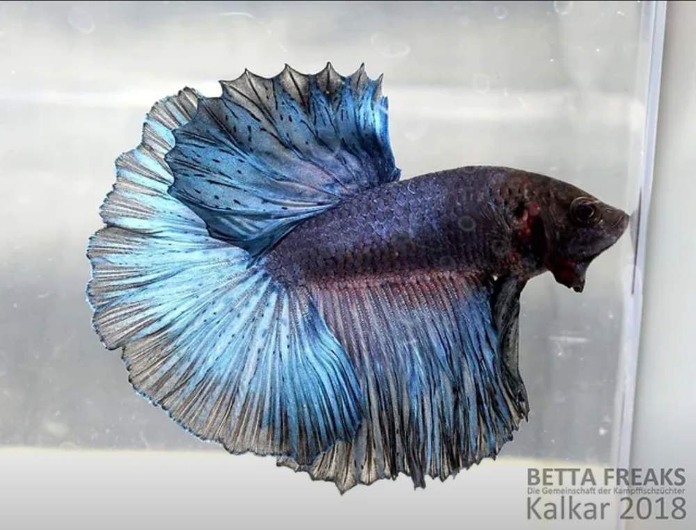 Siamese fighting fish Retired Betta splendens 