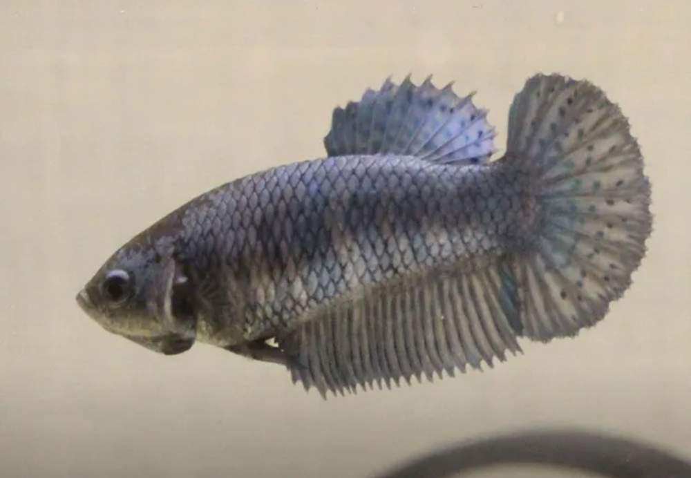 Siamese fighting fish Retired Betta splendens 