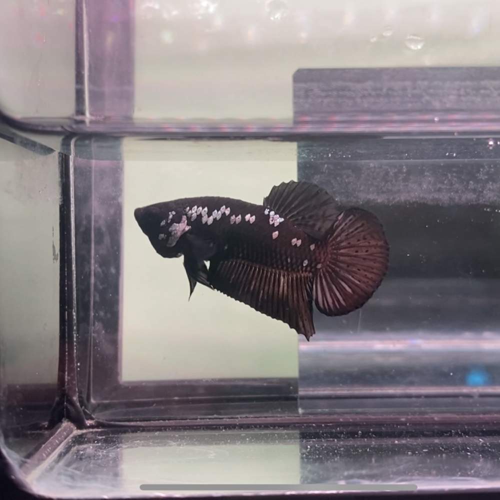 Siamese fighting fish Breeder Betta splendens 