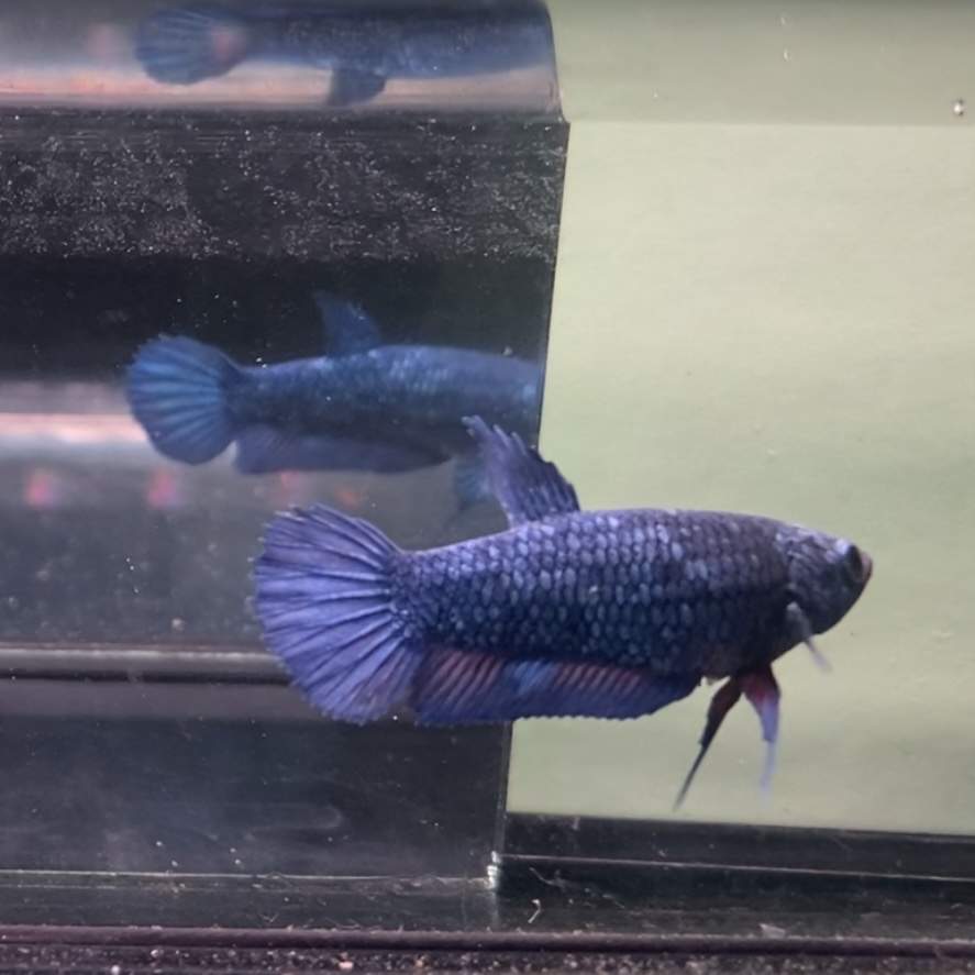 Siamese fighting fish Rehomed Betta splendens Netherlands