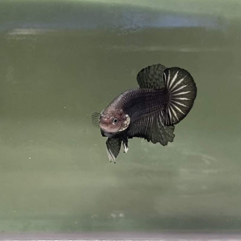 Siamese fighting fish Rehomed Betta splendens Netherlands
