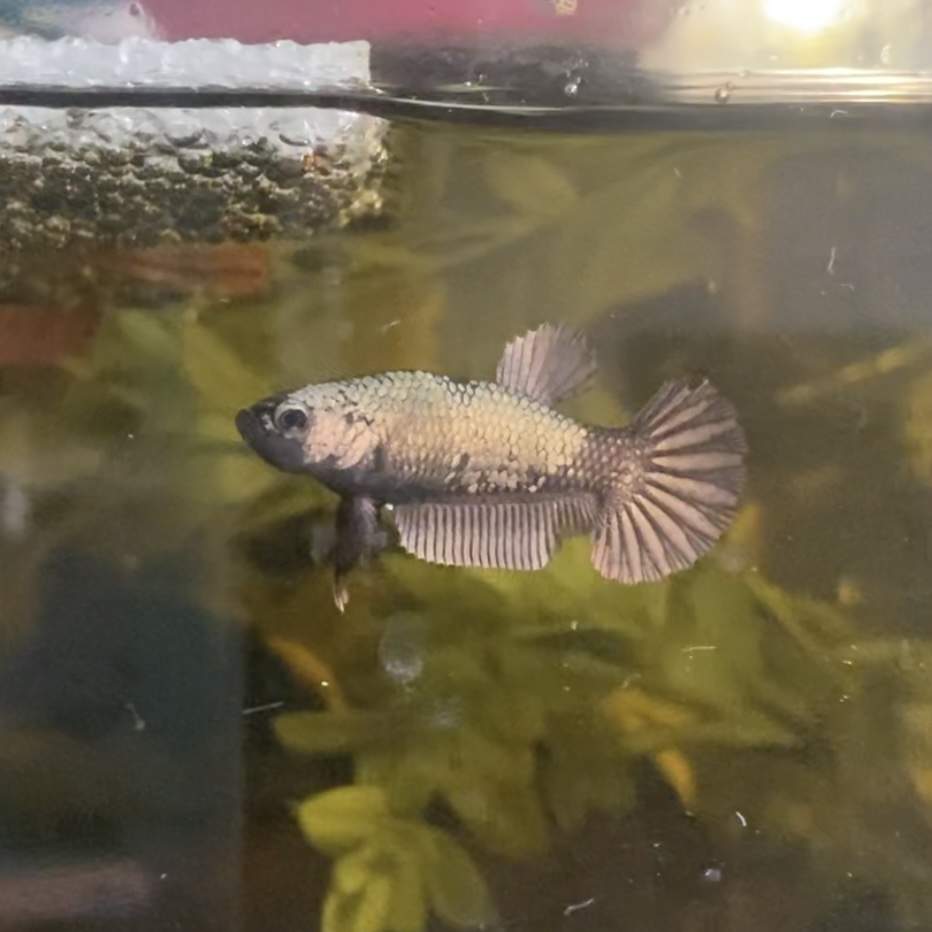 Siamese fighting fish Owned by other Betta splendens Netherlands