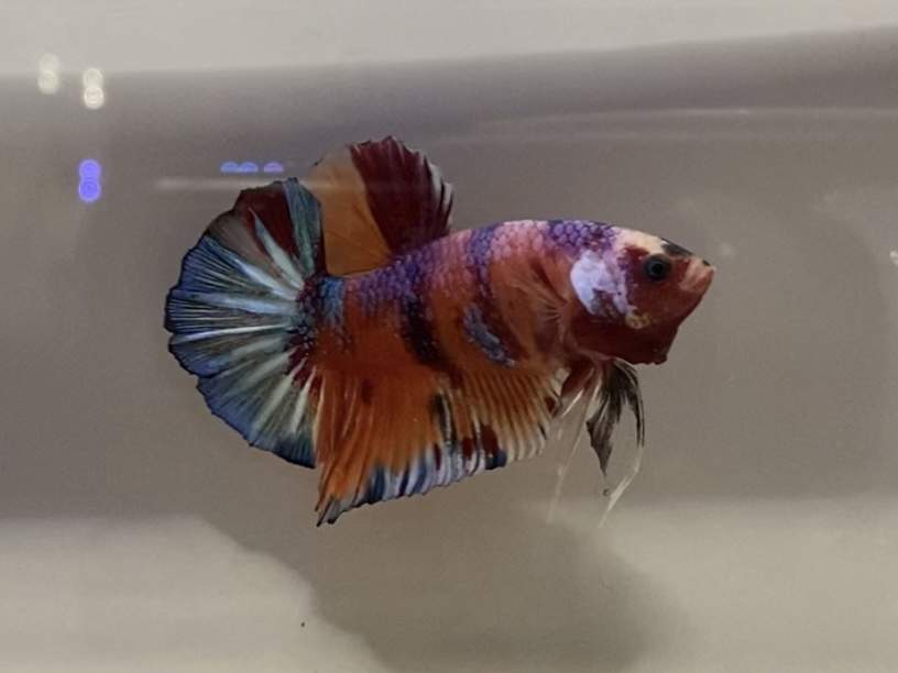 Siamese fighting fish Deceased Betta splendens 