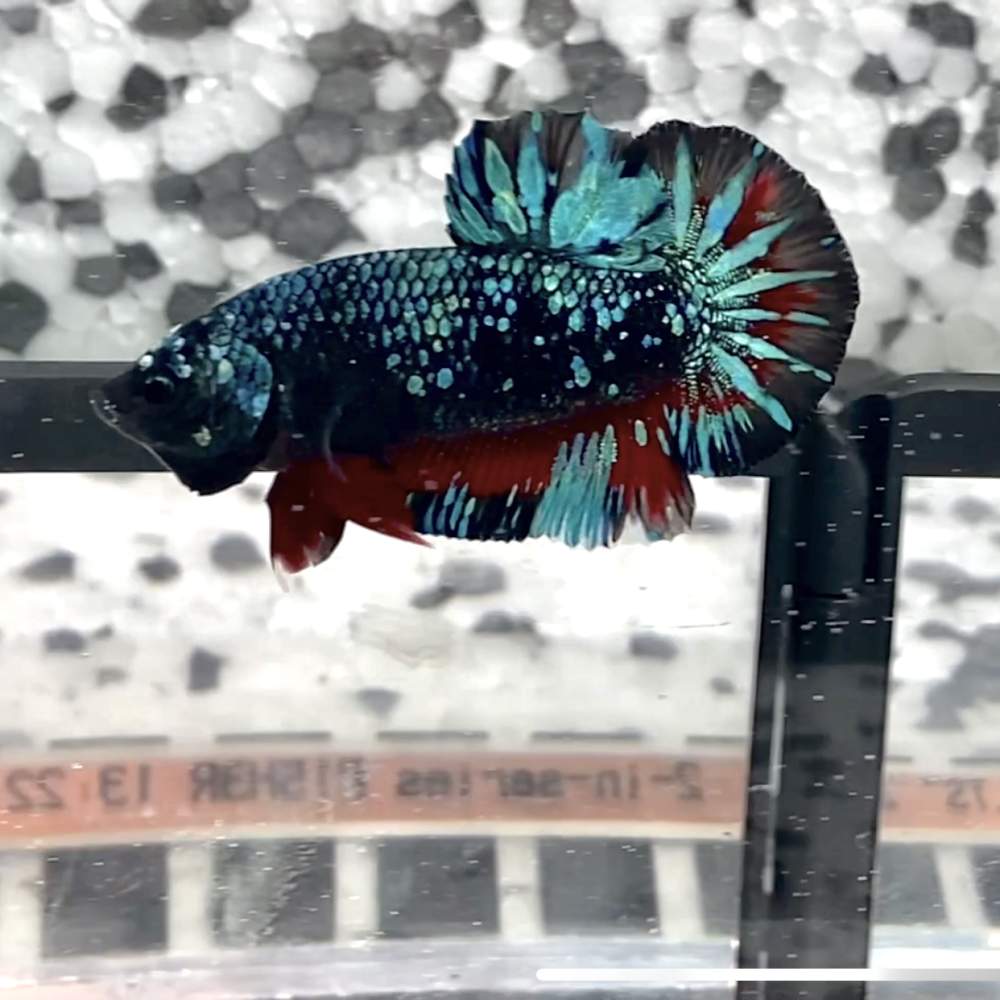 Siamese fighting fish Deceased Betta splendens 