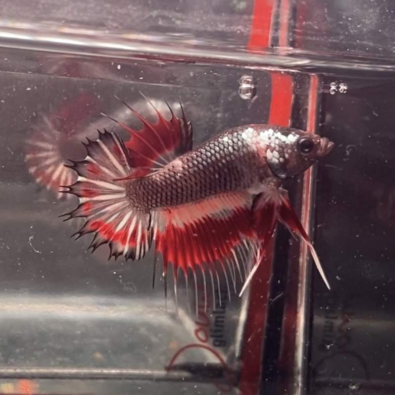 Siamese fighting fish Deceased Betta splendens Netherlands