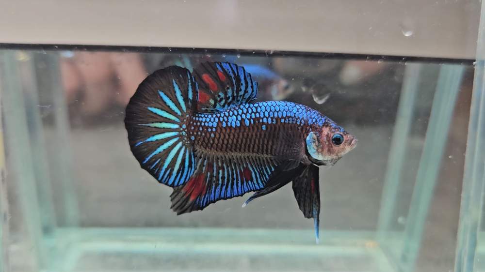 Siamese fighting fish Breeder Betta splendens Netherlands
