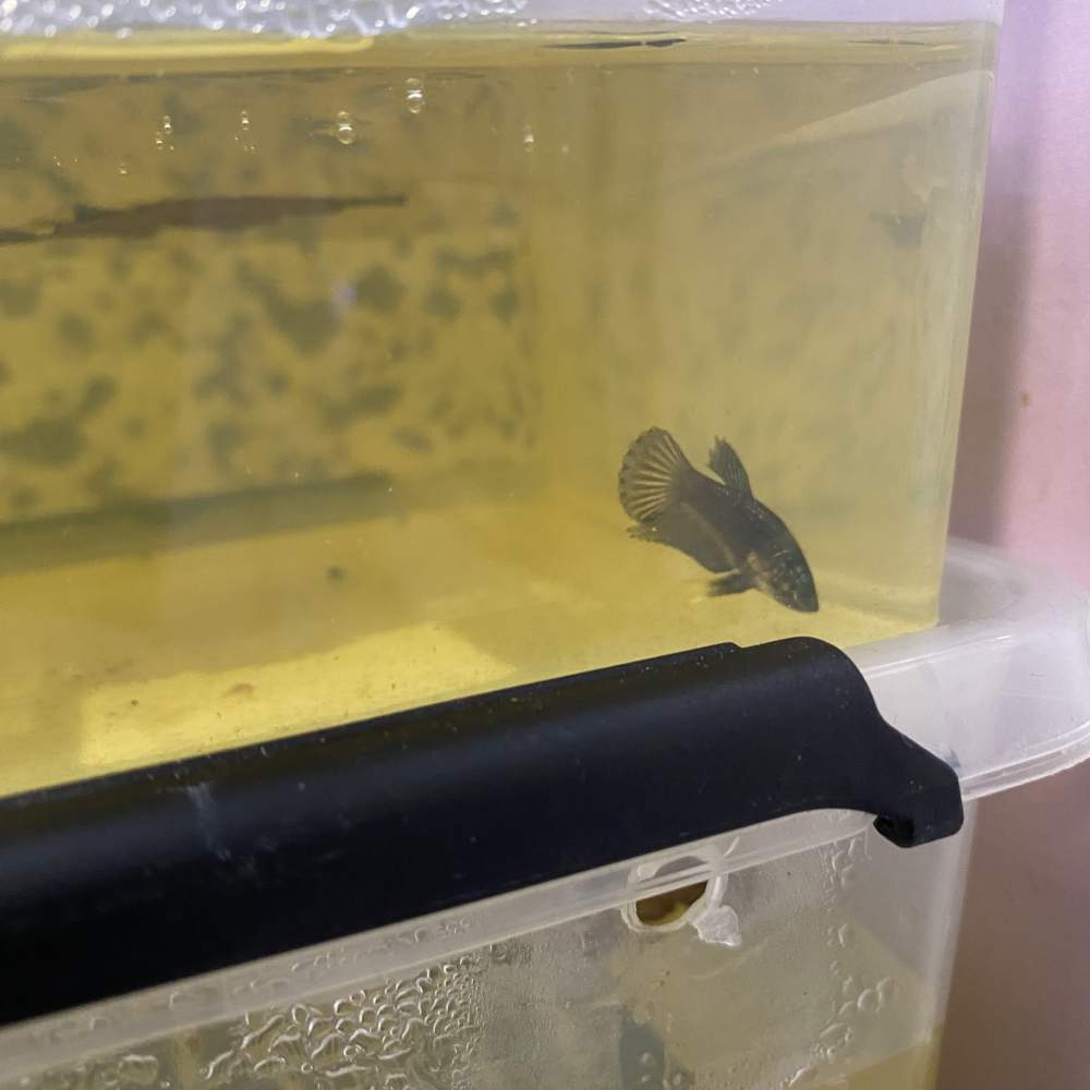 Siamese fighting fish Pet only Betta splendens Netherlands