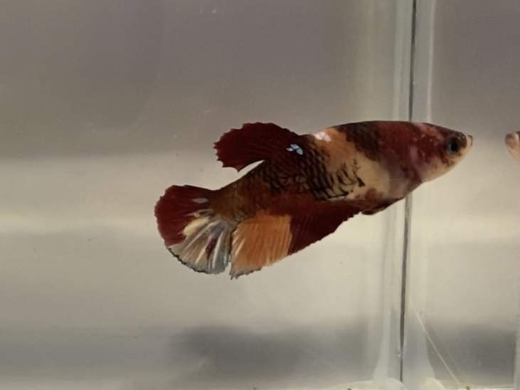 Siamese fighting fish Deceased Betta splendens 