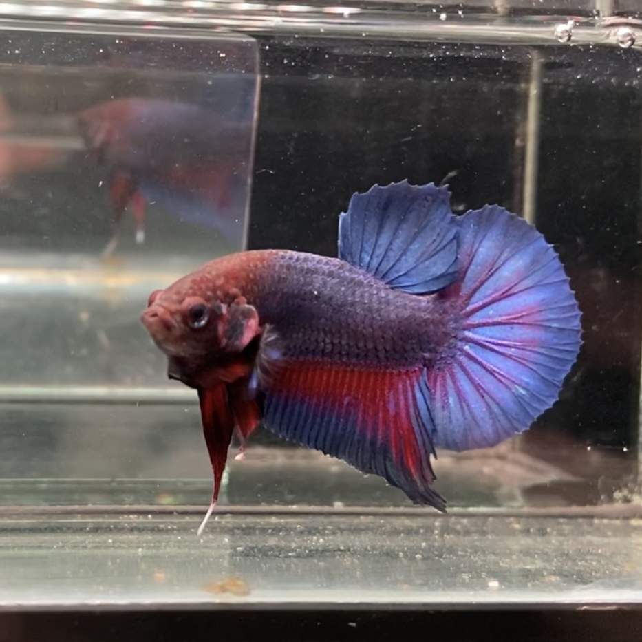 Siamese fighting fish Available for rehoming Betta splendens Netherlands