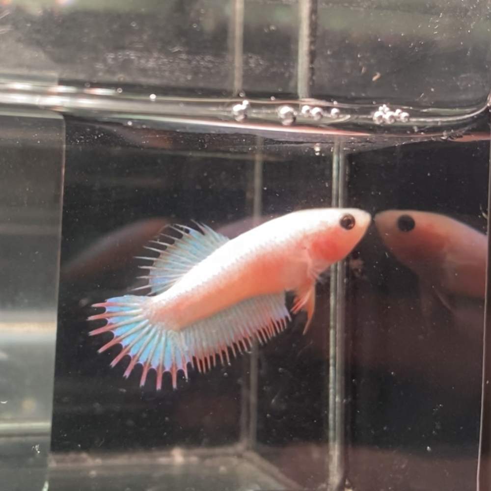 Siamese fighting fish Breeder Betta splendens Netherlands