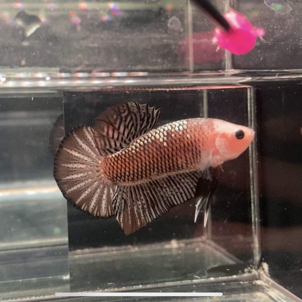 Siamese fighting fish Breeder Betta splendens Netherlands