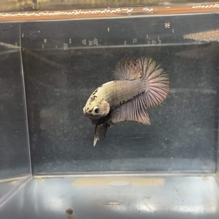 Siamese fighting fish Rehomed Betta splendens Netherlands