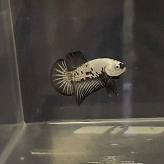 Siamese fighting fish Rehomed Betta splendens Netherlands