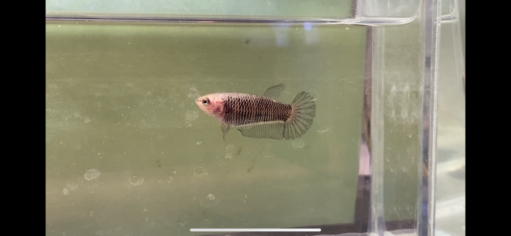 Siamese fighting fish Show animal Betta splendens Netherlands