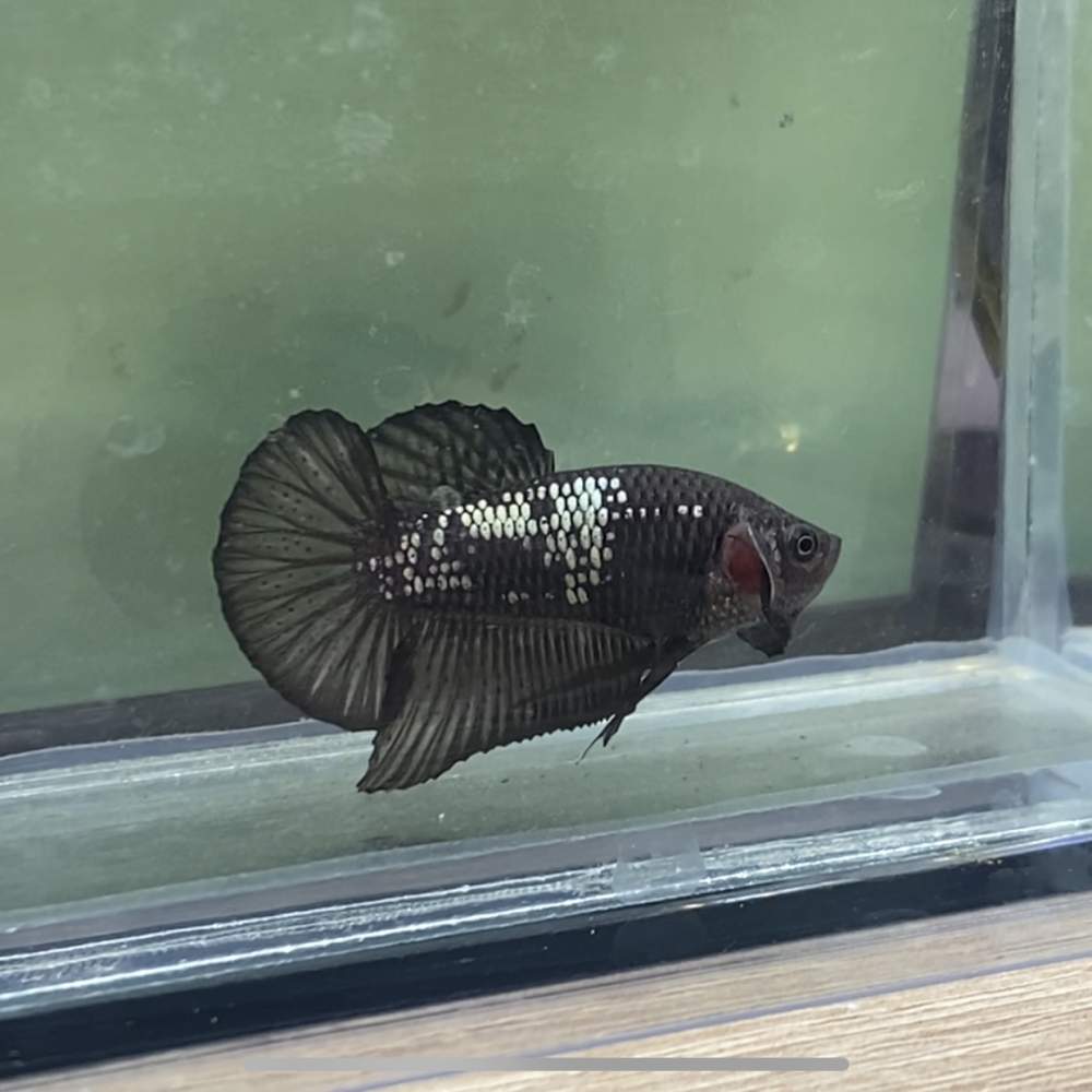 Siamese fighting fish Deceased Betta splendens Netherlands