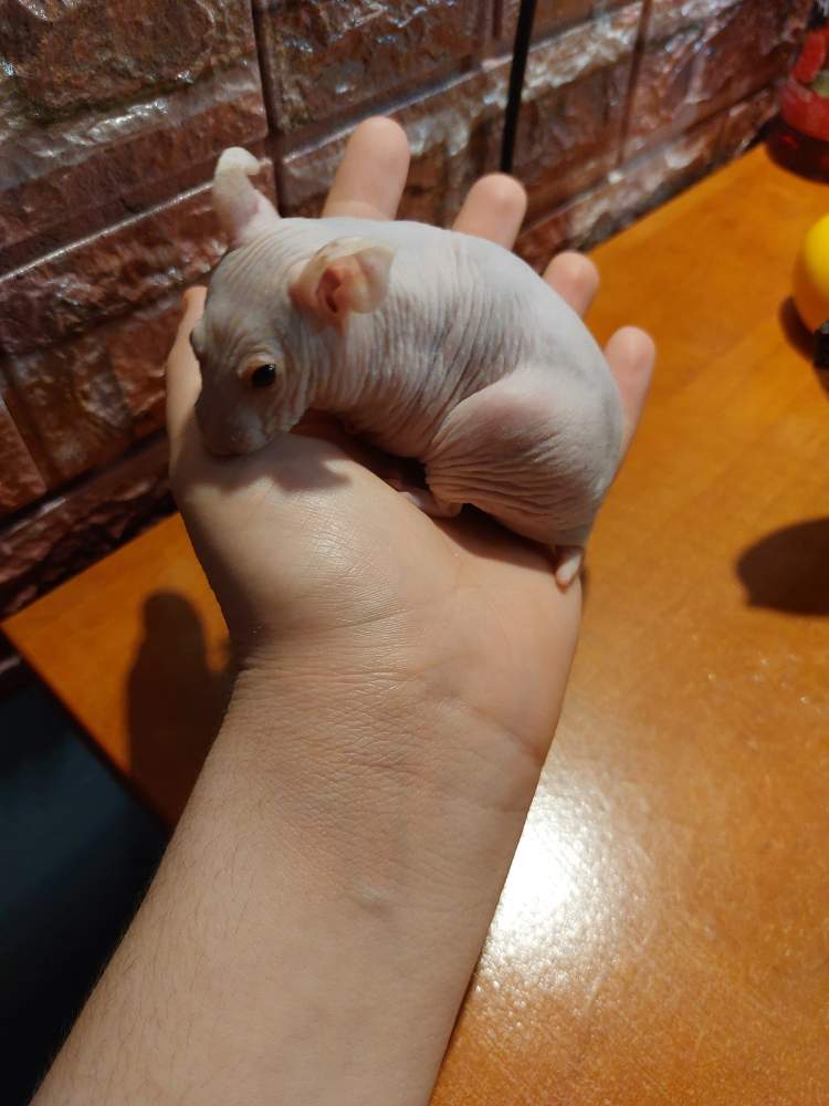 Golden hamster Breeder Mesocricetus auratus Hungary, Balatonalmádi