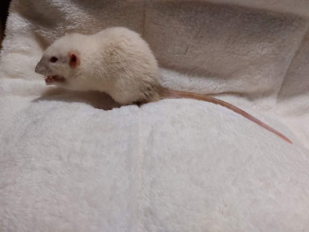 Fancy rat Breeder Rattus norvegicus Hungary, Balatonalmádi