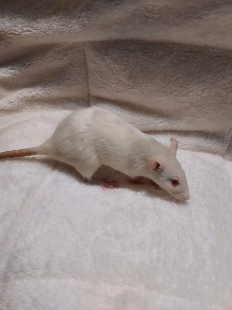 Fancy rat Owned by other Rattus norvegicus Hungary, Balatonalmádi